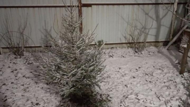 В Саратовской области прогнозируется небольшой снегопад