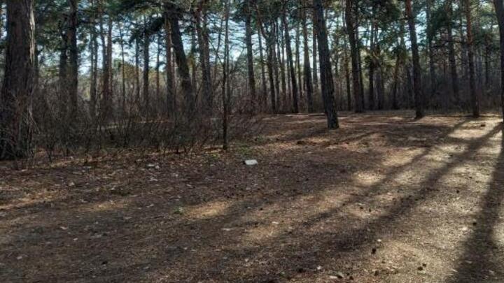 Саратовский депутат назвала главную причину исчезновения редких грибов Саратовский депутат назвала главную причину исчезновения редких грибов