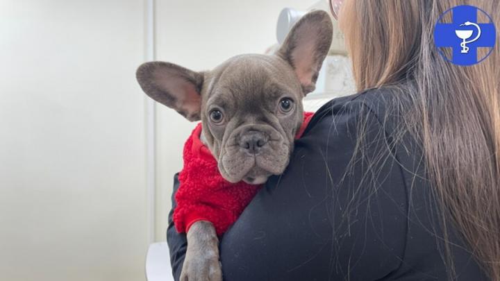 В Саратове щенку сделают операцию после перелома лапы В Саратове щенку сделают операцию после перелома лапы