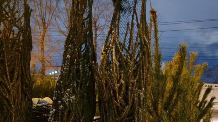 ����� ����� ����� � ����������� ������� ���������� 14,5 ����� ����� � ����