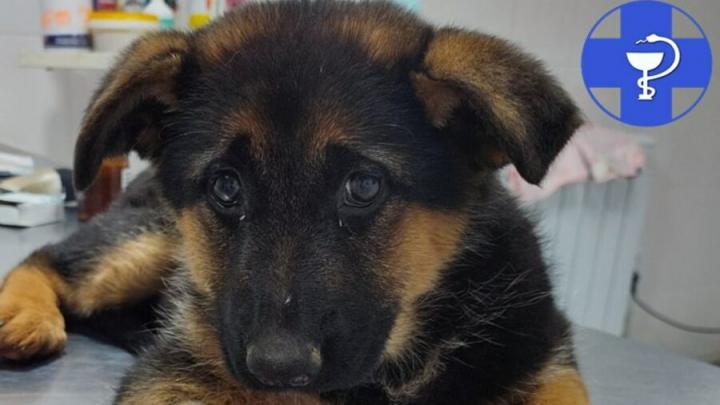 � ��������� ������ ���������� �������� ����������� �����