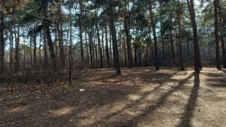 В Аркадак привезли 45 пятнистых оленей — стадо уже осваивается на новом месте В Аркадак привезли 45 пятнистых оленей — стадо уже осваивается на новом месте