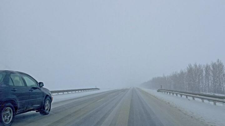 За два года на дорогах Саратовской области в ДТП погибли 46 косуль и 26 лосей За два года на дорогах Саратовской области в ДТП погибли 46 косуль и 26 лосей