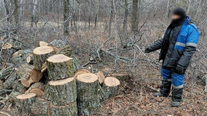 Рубка дубов для бани стала причиной возбуждения уголовного дела в Саратовской области Рубка дубов для бани стала причиной возбуждения уголовного дела в Саратовской области