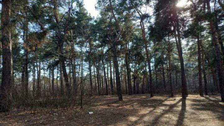 Сверток в лесополосе: парень из Ртищева попал в колонию строгого режима