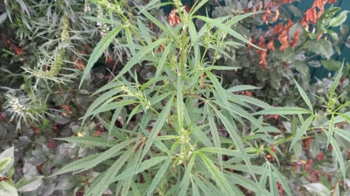 От переписки до задержания: раскрыта схема сбыта наркотиков под Саратовом