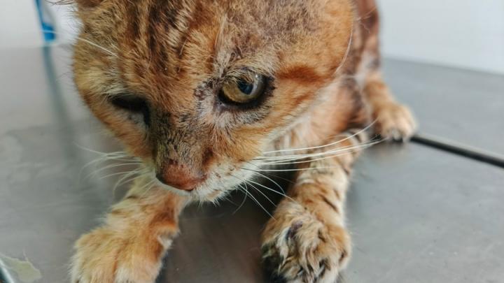 Саратовские ветеринары спасли кота, попавшего в капкан