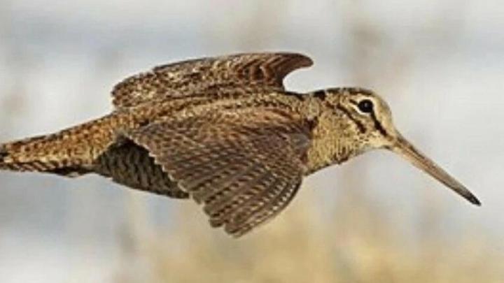 Охотники Саратовской области посчитают вальдшнепов на весенней тяге