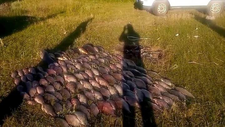 Под Саратовом поймали браконьеров с 129 кг рыбы Под Саратовом поймали браконьеров с 129 кг рыбы