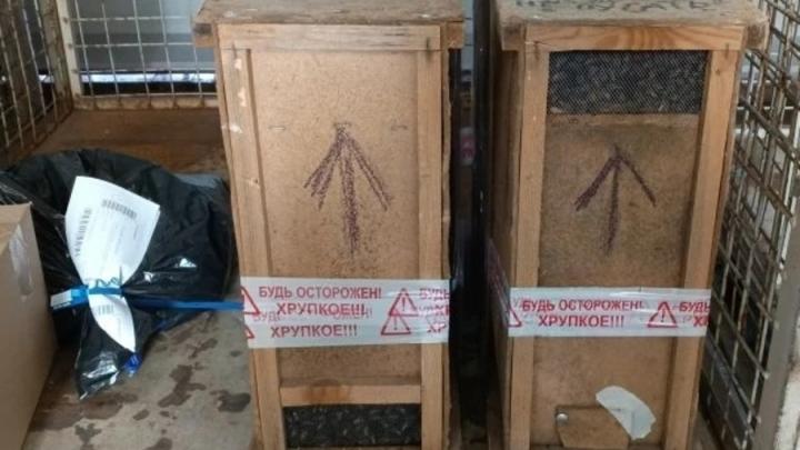 Саратовцы стали получать по почте пчел в посылках Саратовцы стали получать по почте пчел в посылках