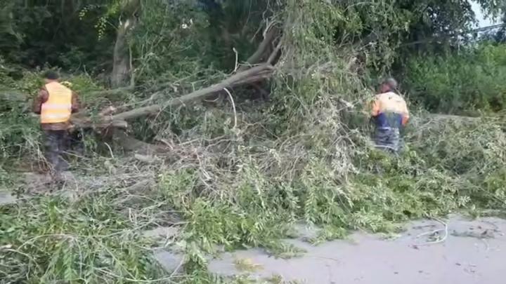 В Заводском районе Саратова упало аварийное дерево В Заводском районе Саратова упало аварийное дерево