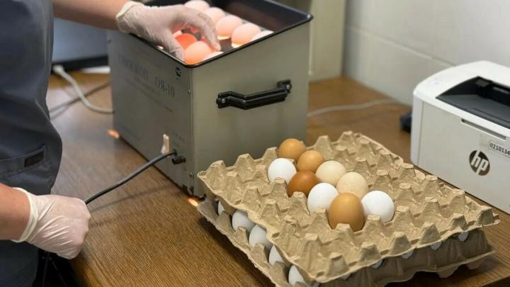 В Энгельсе за полгода забраковали 3,8 тонны опасных продуктов В Энгельсе за полгода забраковали 3,8 тонны опасных продуктов