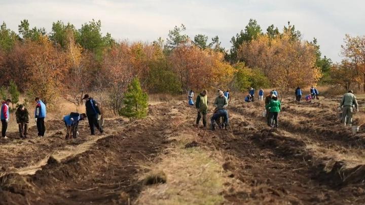 На Кумысной поляне высадили новые деревья и расширили границы парка На Кумысной поляне высадили новые деревья и расширили границы парка