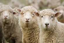 В Калининском районе задержано 75 "беспаспортных" овец