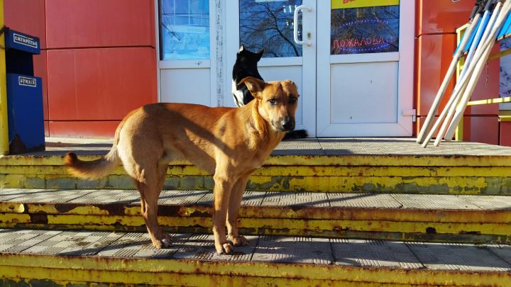 В Саратове бродячая собака покусала школьника