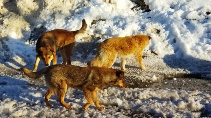 В парке Гагарина стая собак покусала подростка 