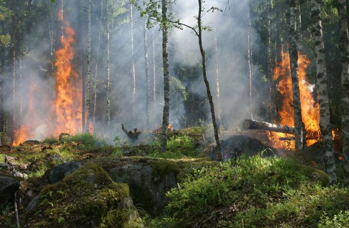 В прошлом году пожары уничтожили 1341,9 га саратовских лесов