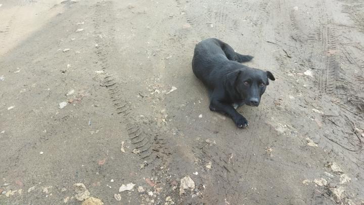 По 4 580 бродячих собак ежегодно намерены отлавливать в Саратовской области