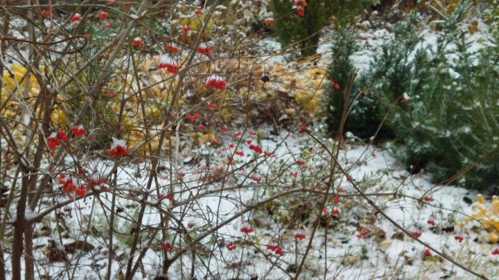 Сегодня в Саратове снег с дождем