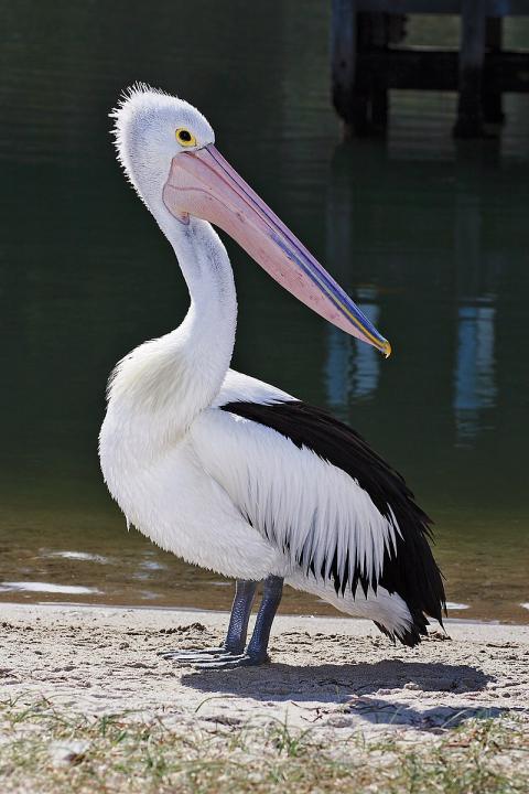 В Саратовской области замечены пеликаны