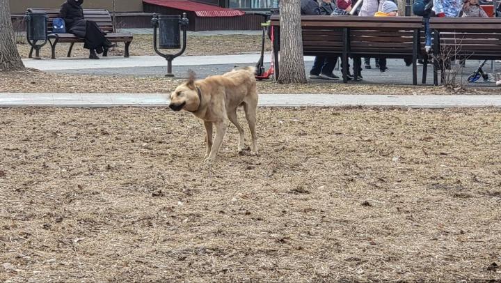 В Саратове собака напала на шестилетнюю девочку 