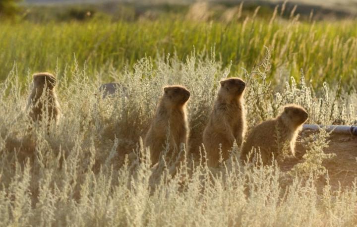 В Красноармейском районе открылась экотропа к утесу Степана Разина