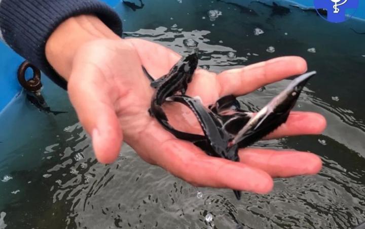 В Балаковском районе в Волгу выпустили мальков стерляди