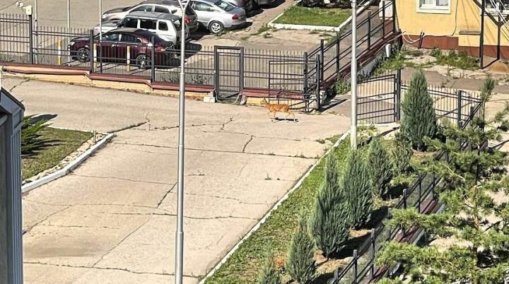 Дикая косуля бегает по Саратову: зоозащитники готовят операцию по поимке