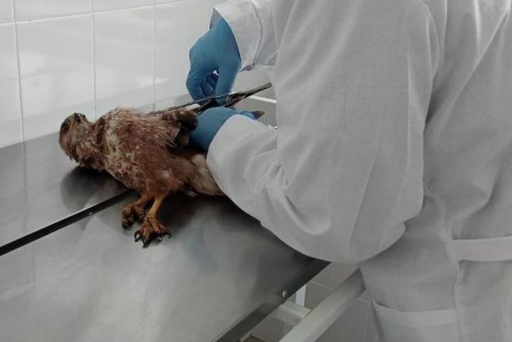 В Балтайском районе спасли сокола, пострадавшего в ДТП