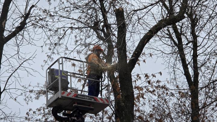 Ясеневой златке расширяют «карантин»: в Саратовской области под угрозой сотни гектаров