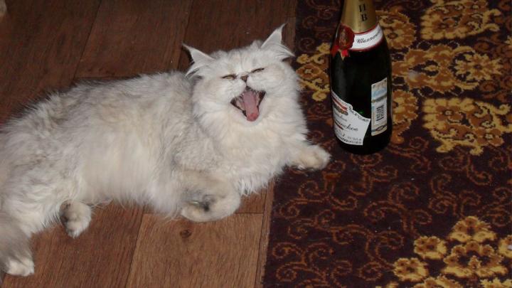 Попытались ограбить соседку из-за сбежавшего кота: в Энгельсе помали воров-неудачников