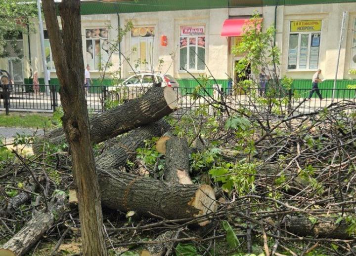 На бульваре Рахова в Саратове спиливают деревья - горожане снова возмущены