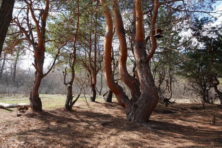 Сосна из энгельсского урочища вошла в реестр удивительных деревьев России