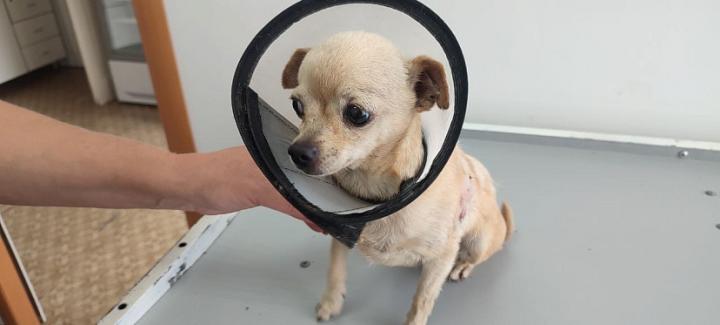 Чихуахуа-защитник из Ивантеевки пошёл на поправку 