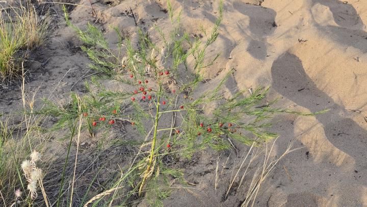 В Саратовской области увеличилось количество оборудованных пляжей: полный список