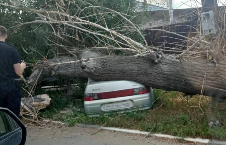 Тополь-убийца: в Энгельсе дерево превратило автомобиль в «блин» 