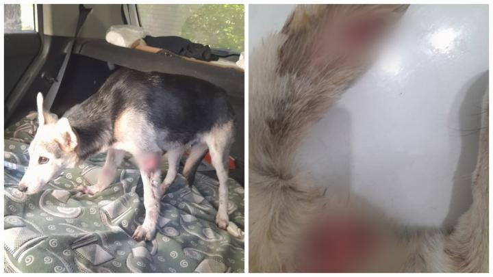 В Саратове мужчина с ножом набросился на собаку: инцидентом занялась полиция