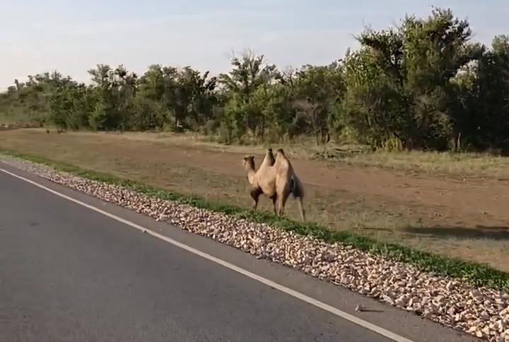 Неожиданная встреча: верблюд вышел на трассу в Новоузенском районе, удивляя водителей 
