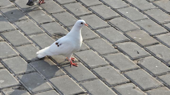 От 2 до 250 тысяч: саратовцам грозят штрафы за кормление голубей во дворах и мусор в подъездах 