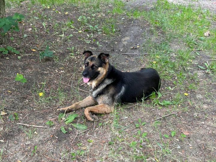 В Саратовской области предложили разрешить отстрел волкособов