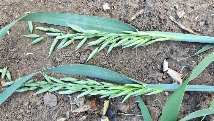 Саратовские аграрии намолотили 4 млн тонн зерна