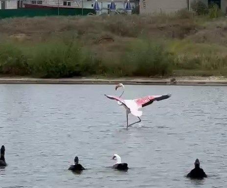 В Петровском районе Саратовской области впервые заметили розового фламинго