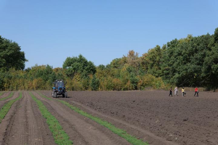 В Саратовской области осенью высадят 800 гектаров новых лесов