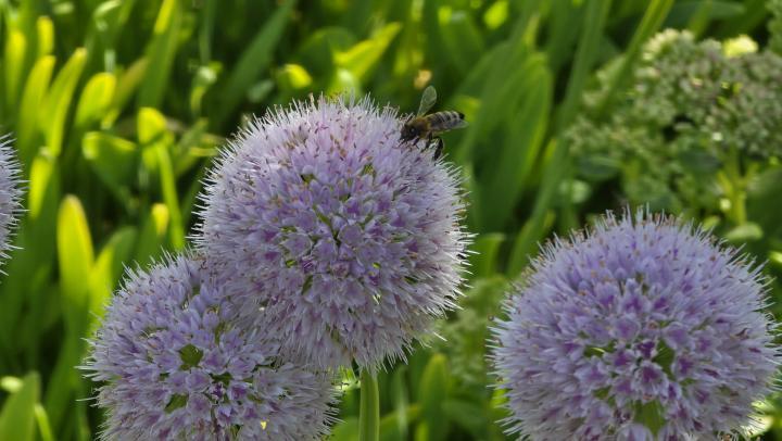 Солнечный день и слабая магнитная буря ждет Саратов 
