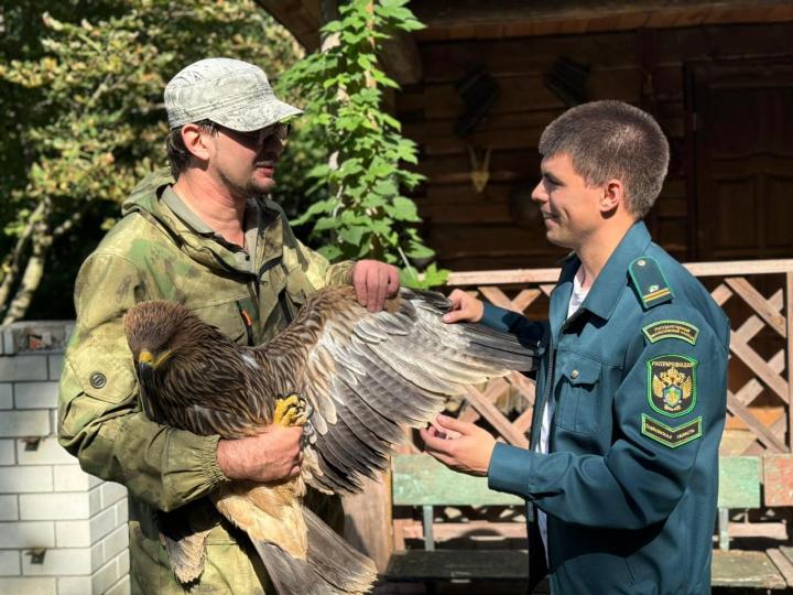 В Саратовской области спасли краснокнижного орла-могильника