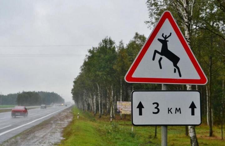 На дорогах Саратовской области участились ДТП с дикими животными