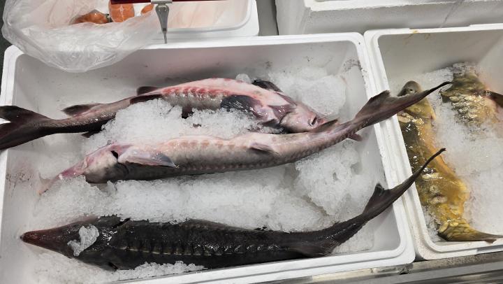 В Озинках задержали 20 тонн рыбы с нарушениями