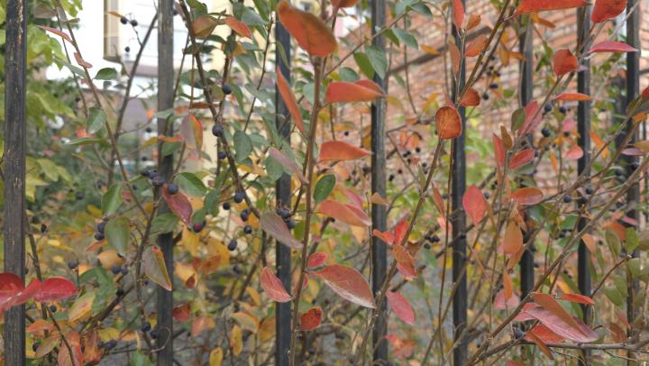 Саратовцев ждёт похолодание и дожди 