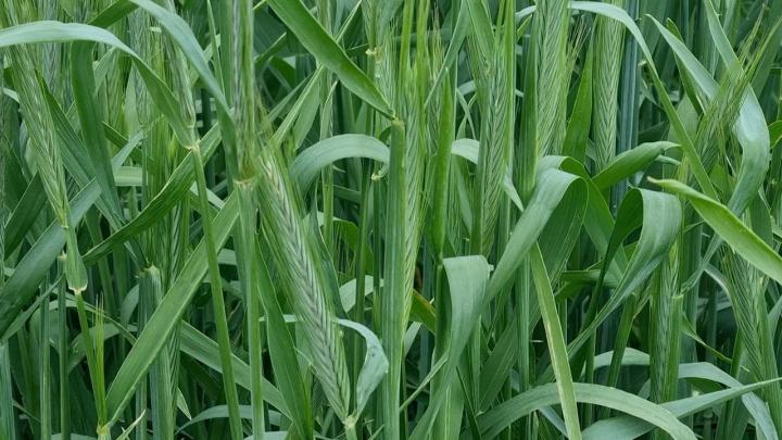 Саратовская область отправила свыше миллиона тонн пшеницы в другие регионы страны