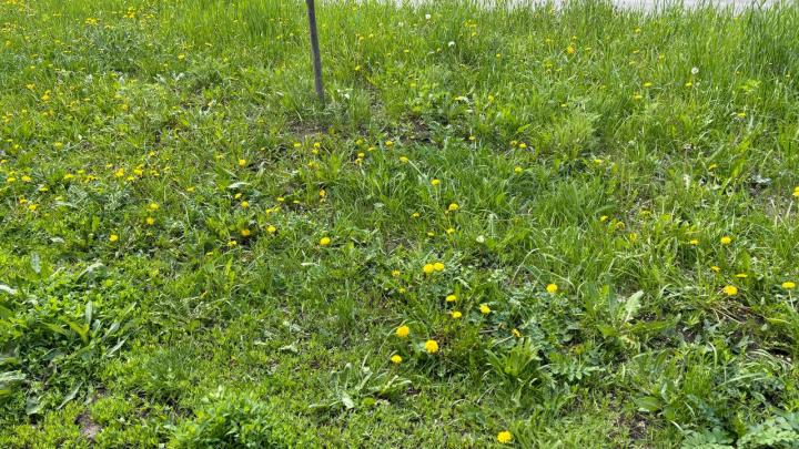 Соседская ссора из-за газона в Саратове закончилась уголовным делом